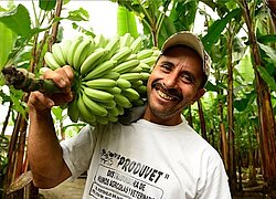 La coopérative bananière Union Carchense en Équateur