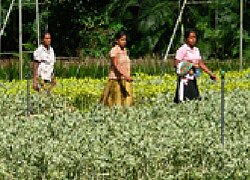 La plantation des plants Tropiflora en Sri Lanka